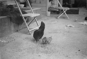 Picture of the chickens